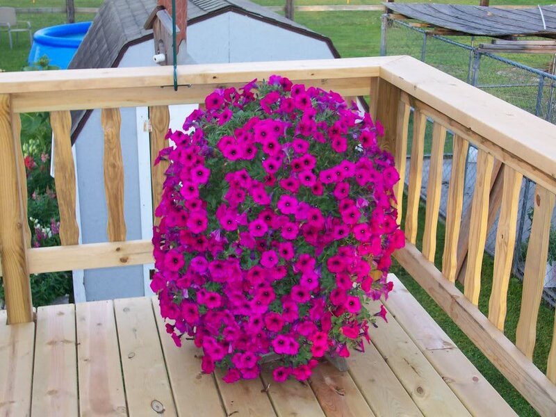 Purple Petunias in Planter — Calm, Afternoon, Photograph, Deck