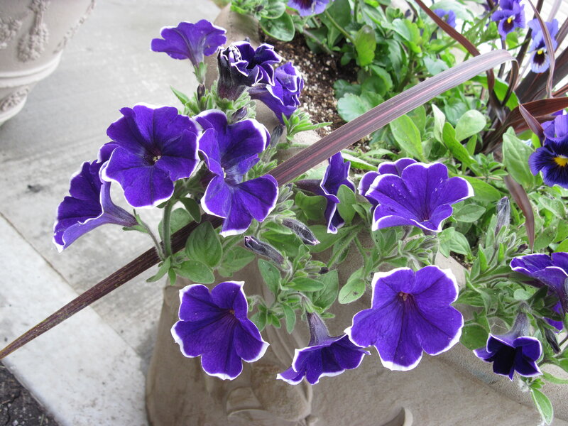 Purple Petunias in Planter — Calm