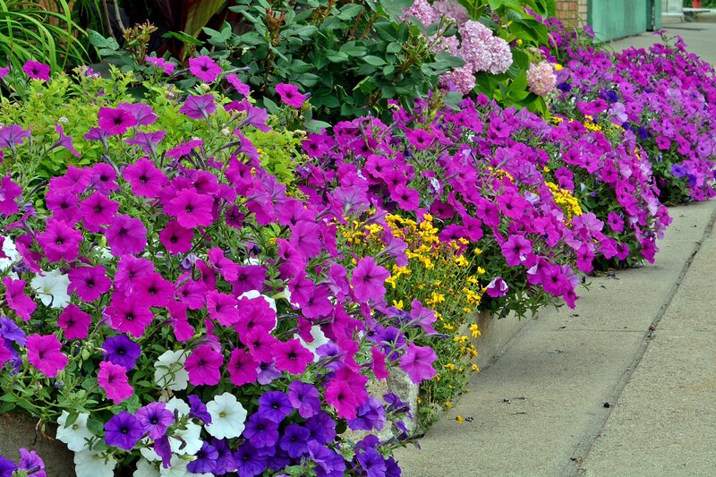Purple Petunias in Planter — Colorful