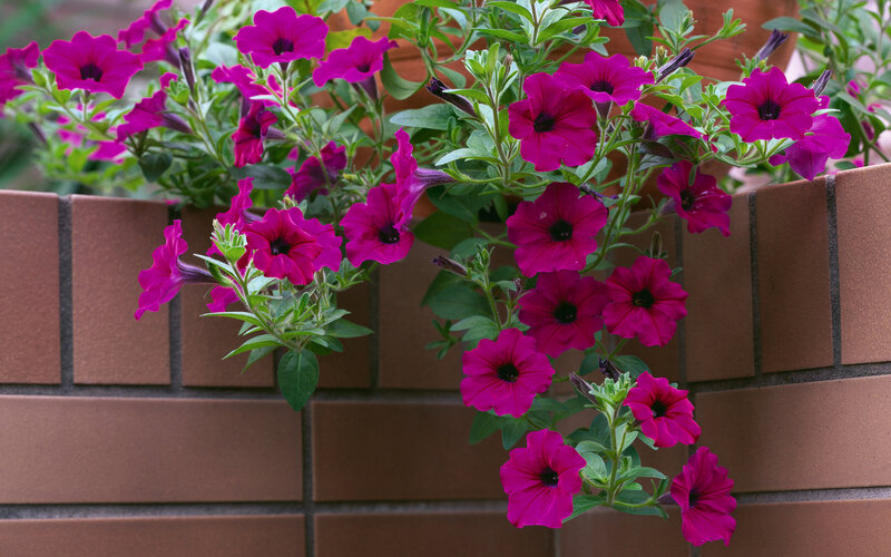 Purple Petunias in Planter — Magenta, Calm, Afternoon