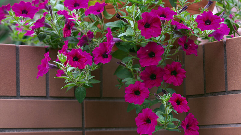 Purple Petunias in Planter — Magenta