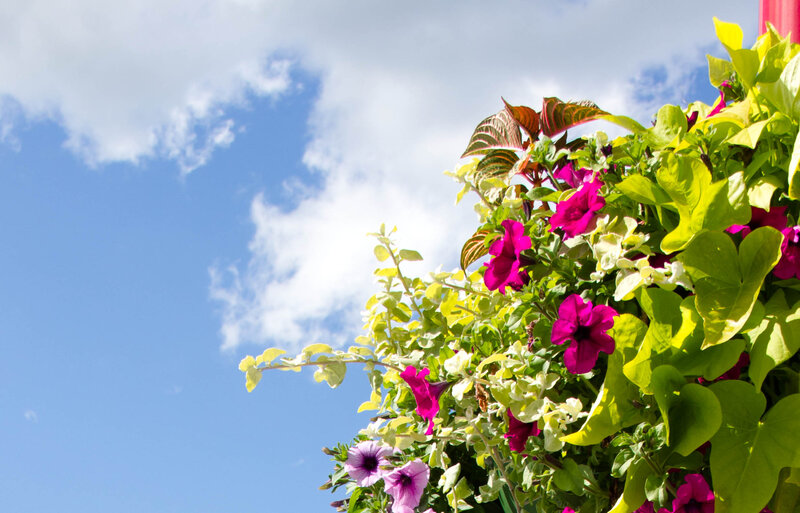 Purple Petunias in Planter — Serene