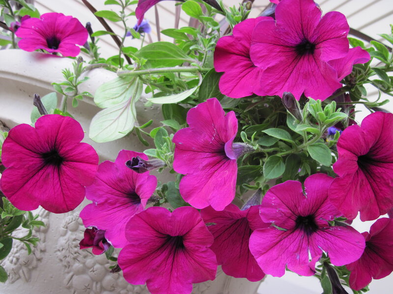 Purple Petunias in Planter
