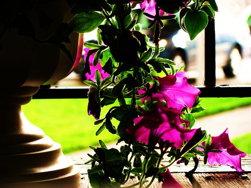 Purple Petunias in Pot