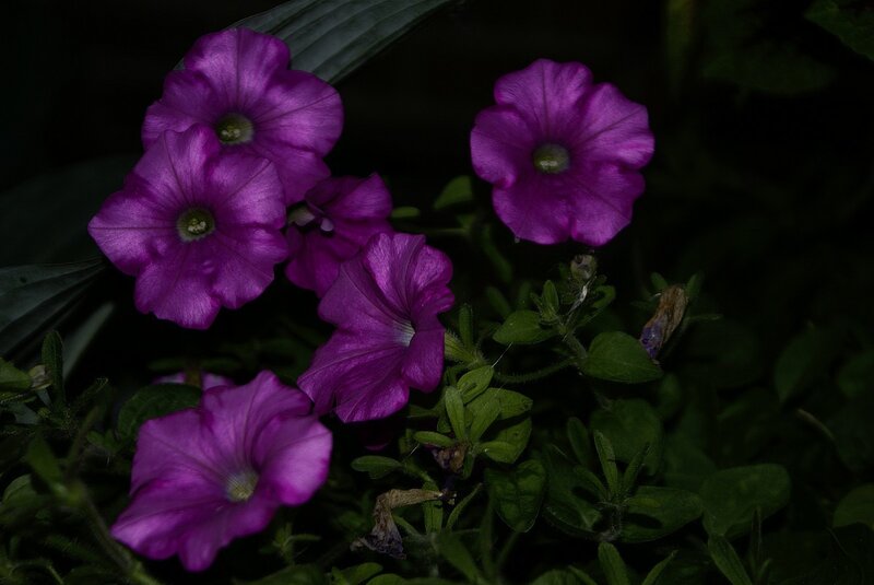Purple petunias in shadow