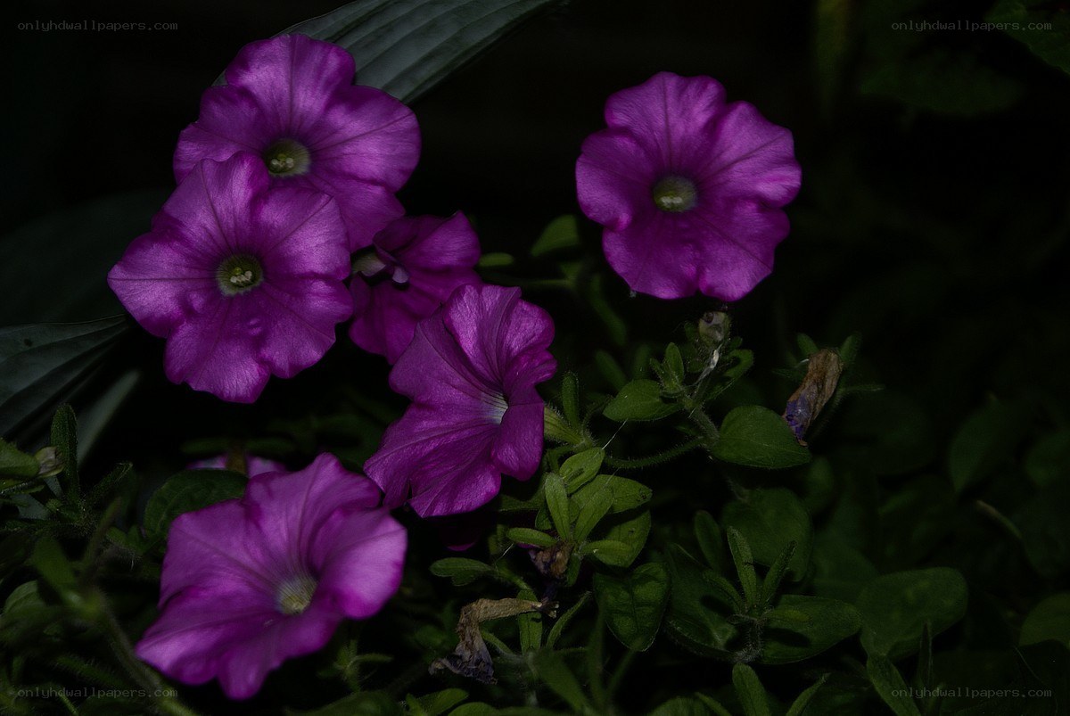 Purple petunias in shadow
