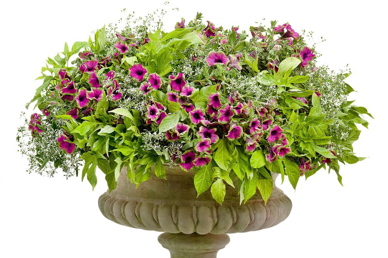 Purple Petunias in Urn