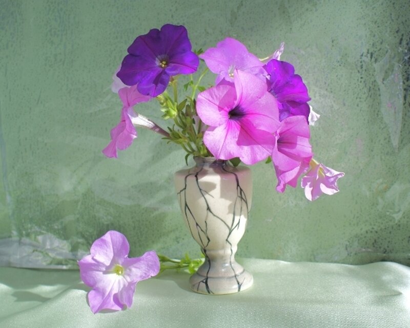 Purple Petunias in Vase