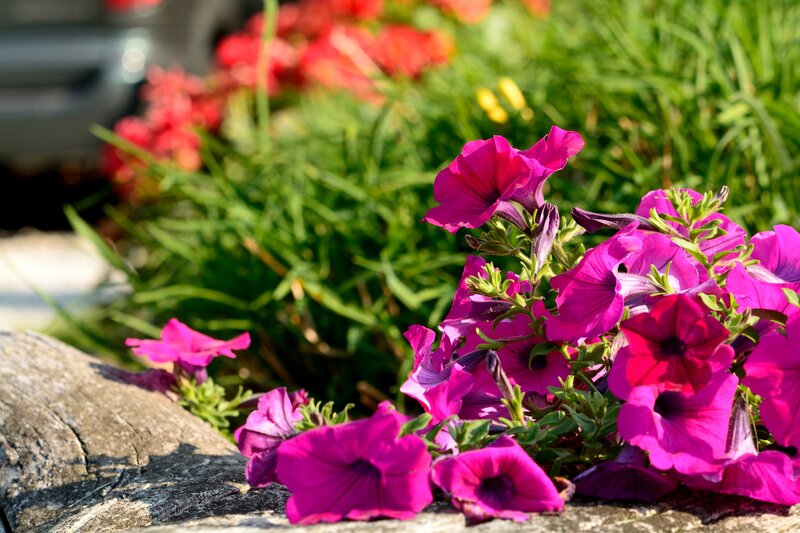 Purple Petunias on Rock