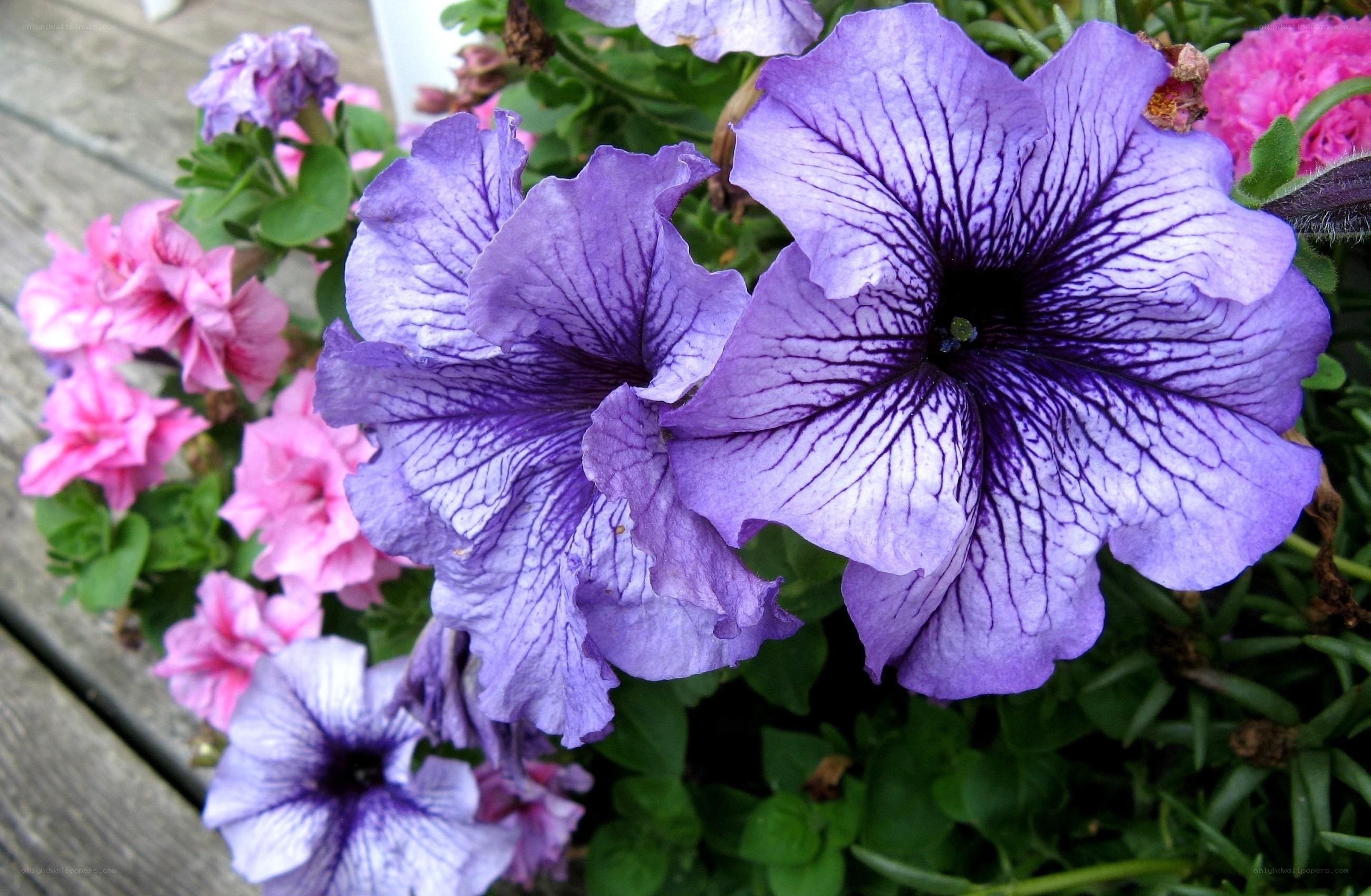 Purple petunias with pink flowers