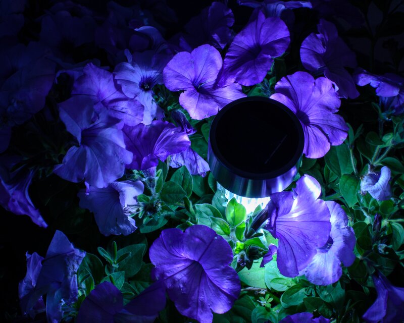 Purple Petunias with Solar Light