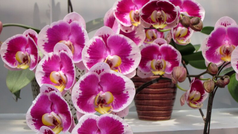 Purple Phalaenopsis Orchids