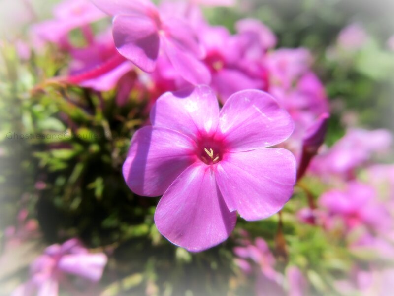 Purple Phlox Flower