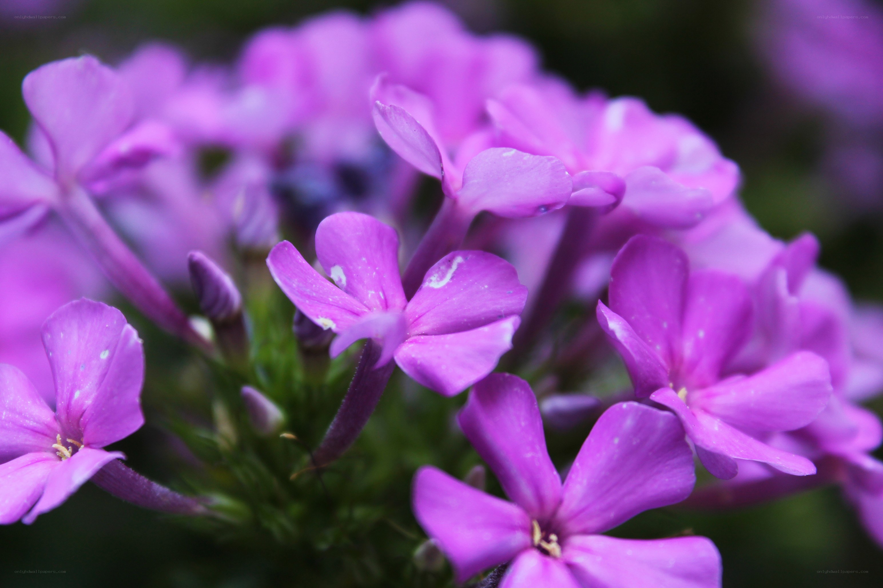 purple phlox flowers