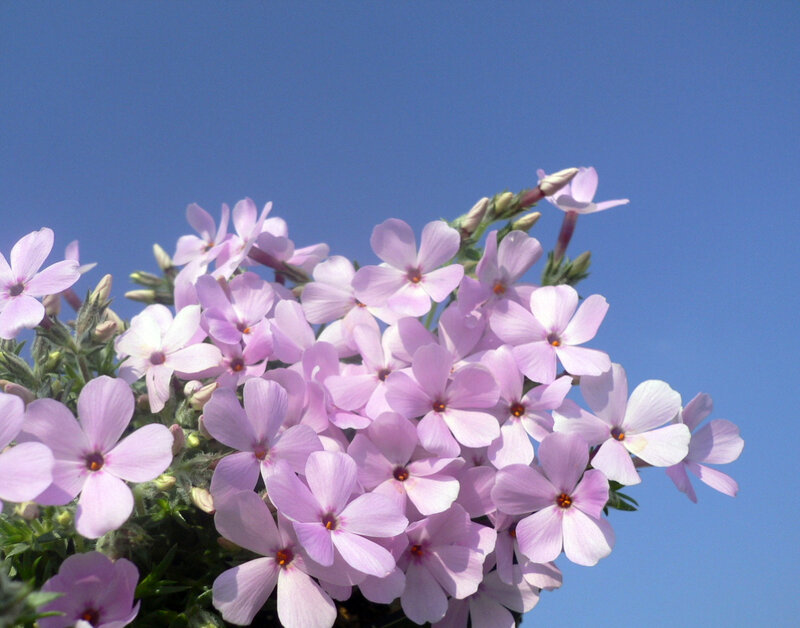 purple phlox flowers against blue sky