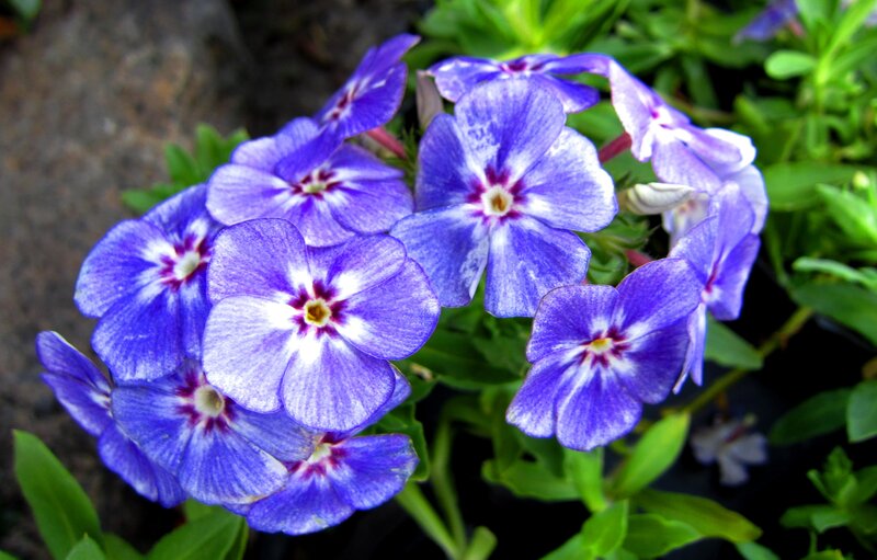 Purple Phlox Flowers — Blue