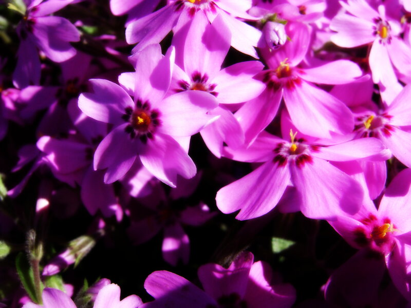 Purple Phlox Flowers — Bright