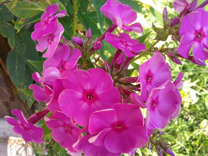 Purple Phlox Flowers — Calm, Afternoon