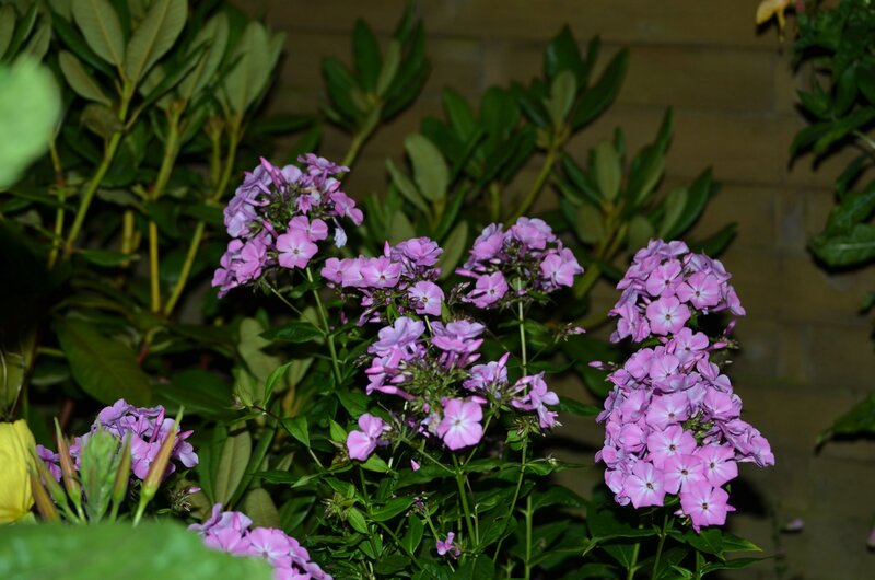 Purple Phlox Flowers — Calm, Night