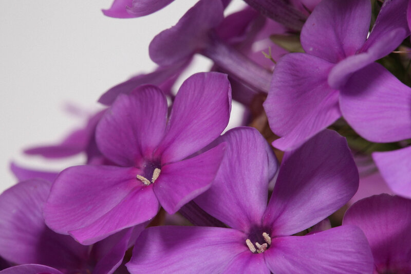 Purple Phlox Flowers — Calm, Photograph