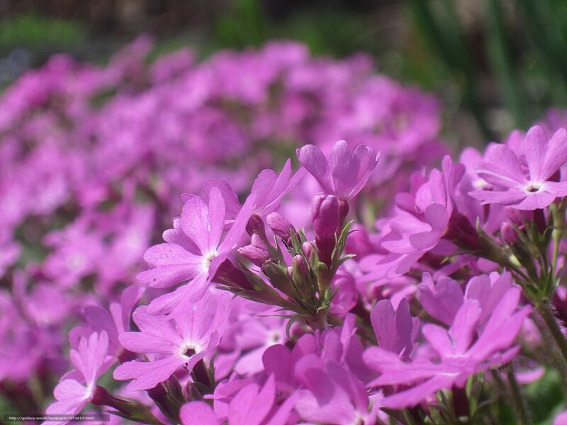 Purple Phlox Flowers — Calm, Spring, Photograph, Buds, Green Stems