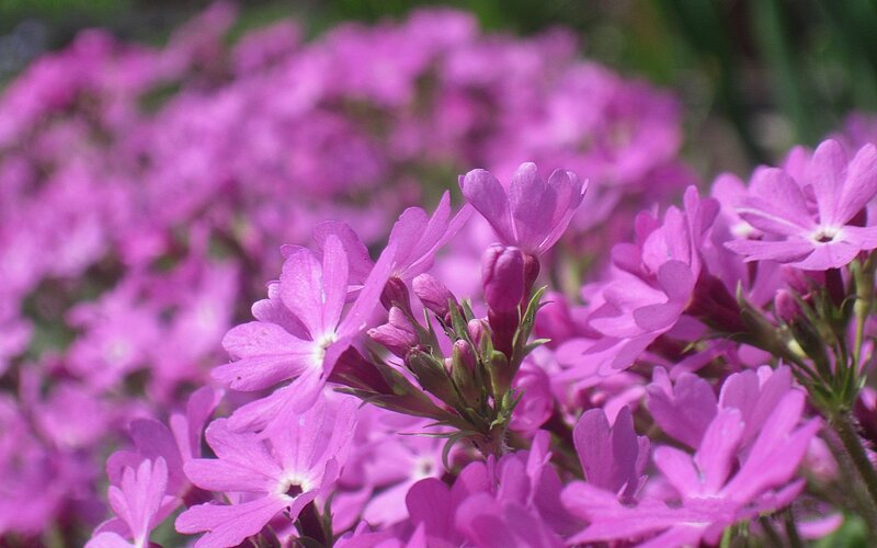 Purple Phlox Flowers — Calm, Spring, Photograph, Buds