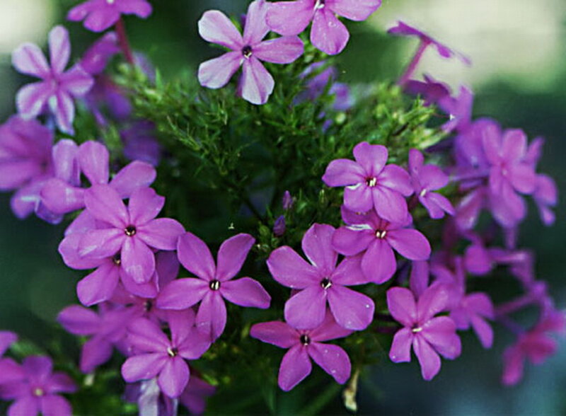 Purple Phlox Flowers — Calm, Spring, Photograph, Green Leaves