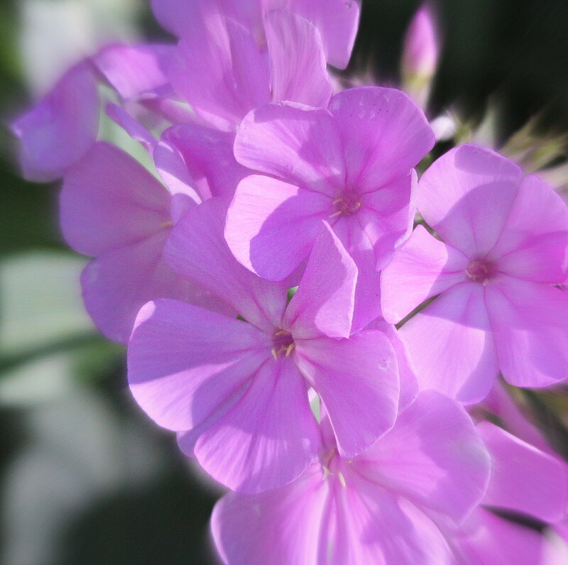 Purple Phlox Flowers — Calm, Spring, Photograph, Greenery
