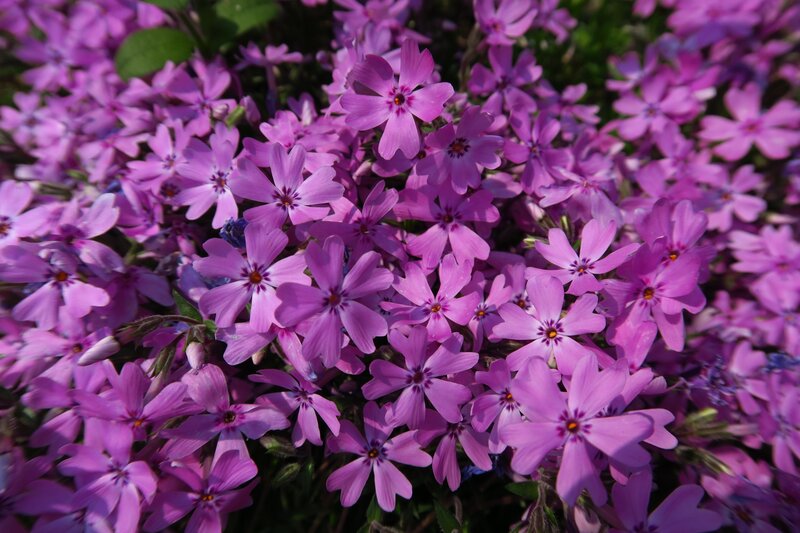 Purple Phlox Flowers — Calm, Spring, Photograph, Leaves