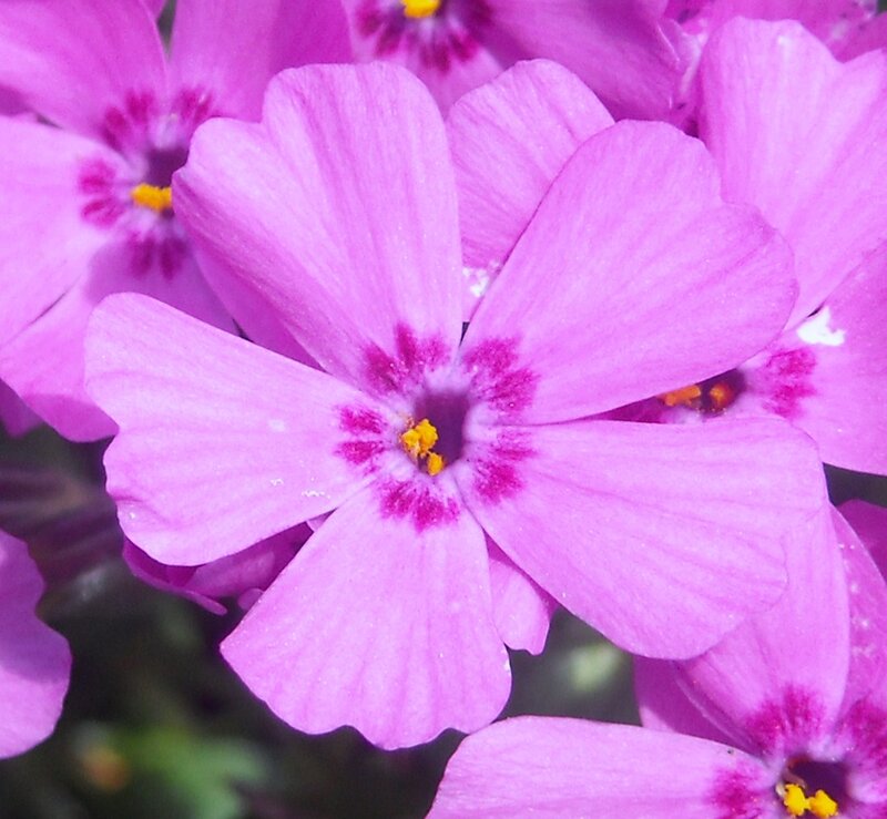 Purple Phlox Flowers — Calm, Spring, Photograph, Petals