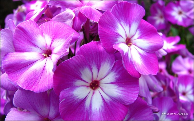 Purple Phlox Flowers — Calm, Spring, Photograph