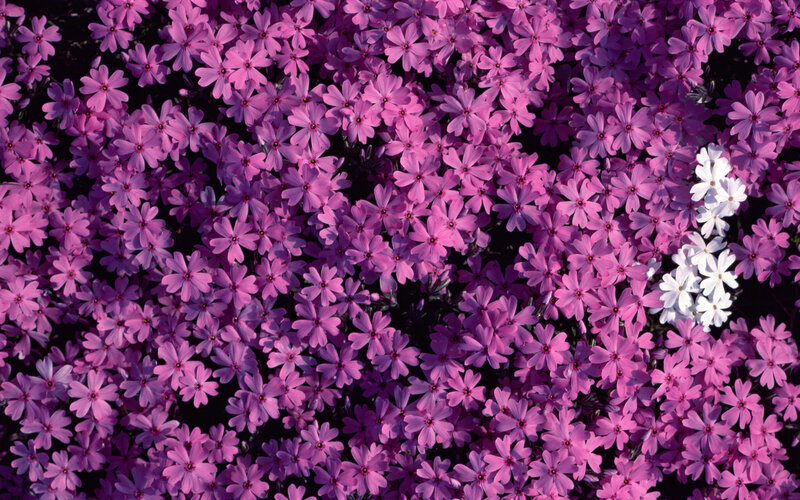 Purple Phlox Flowers — Calm, Spring, Photograph, White Flowers