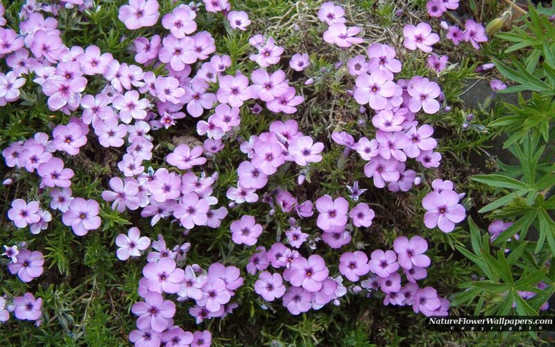 Purple Phlox Flowers — Calm, Spring