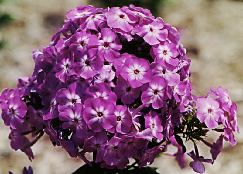 Purple Phlox Flowers — Calm, Summer, Photograph, Green Leaves
