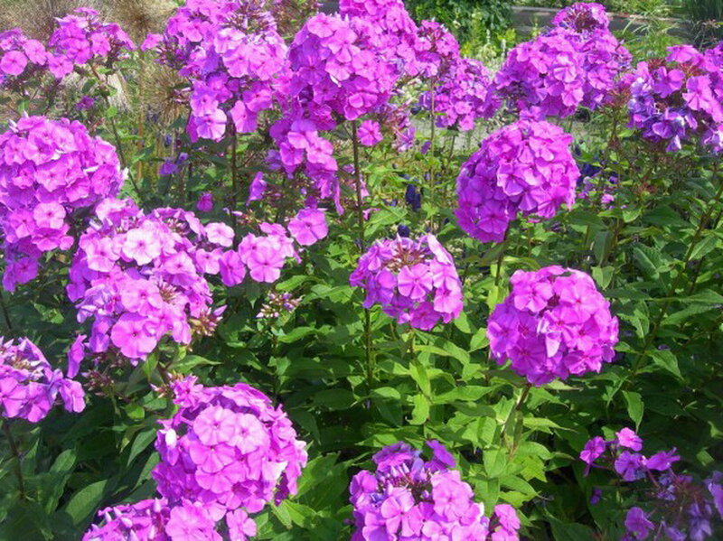 Purple Phlox Flowers — Calm, Summer, Photograph