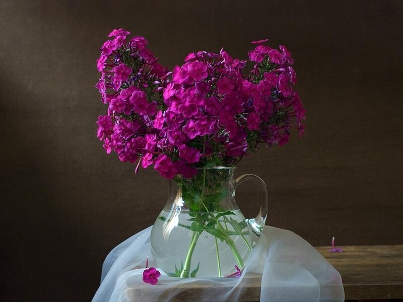 Purple Phlox Flowers — Calm