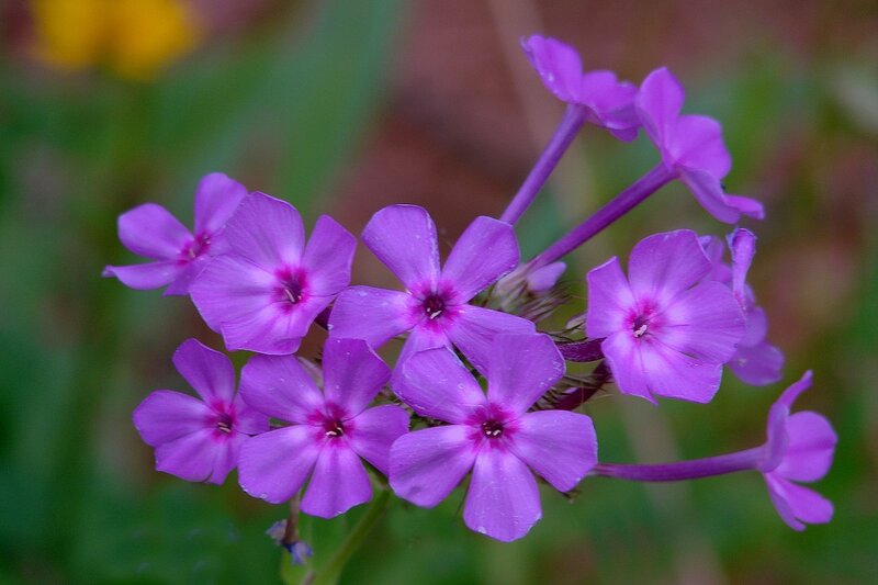 purple phlox flowers in bloom