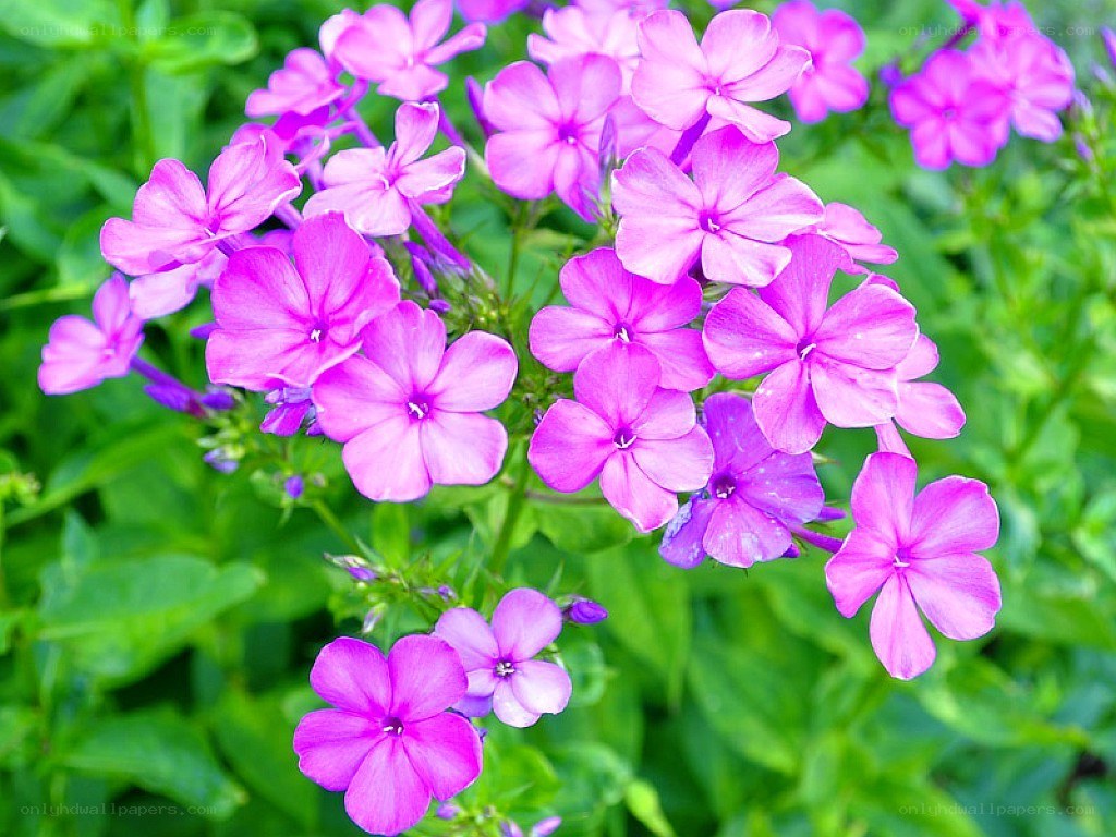 purple phlox flowers in bloom