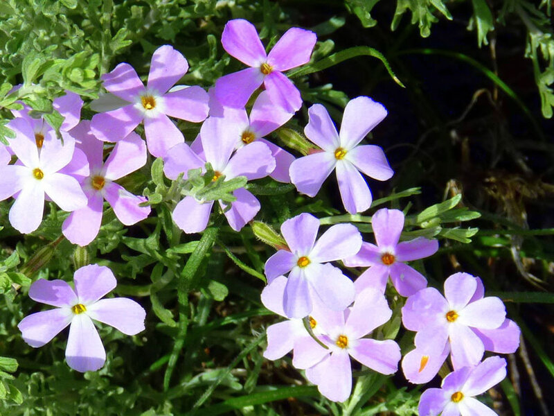 purple phlox flowers in bloom