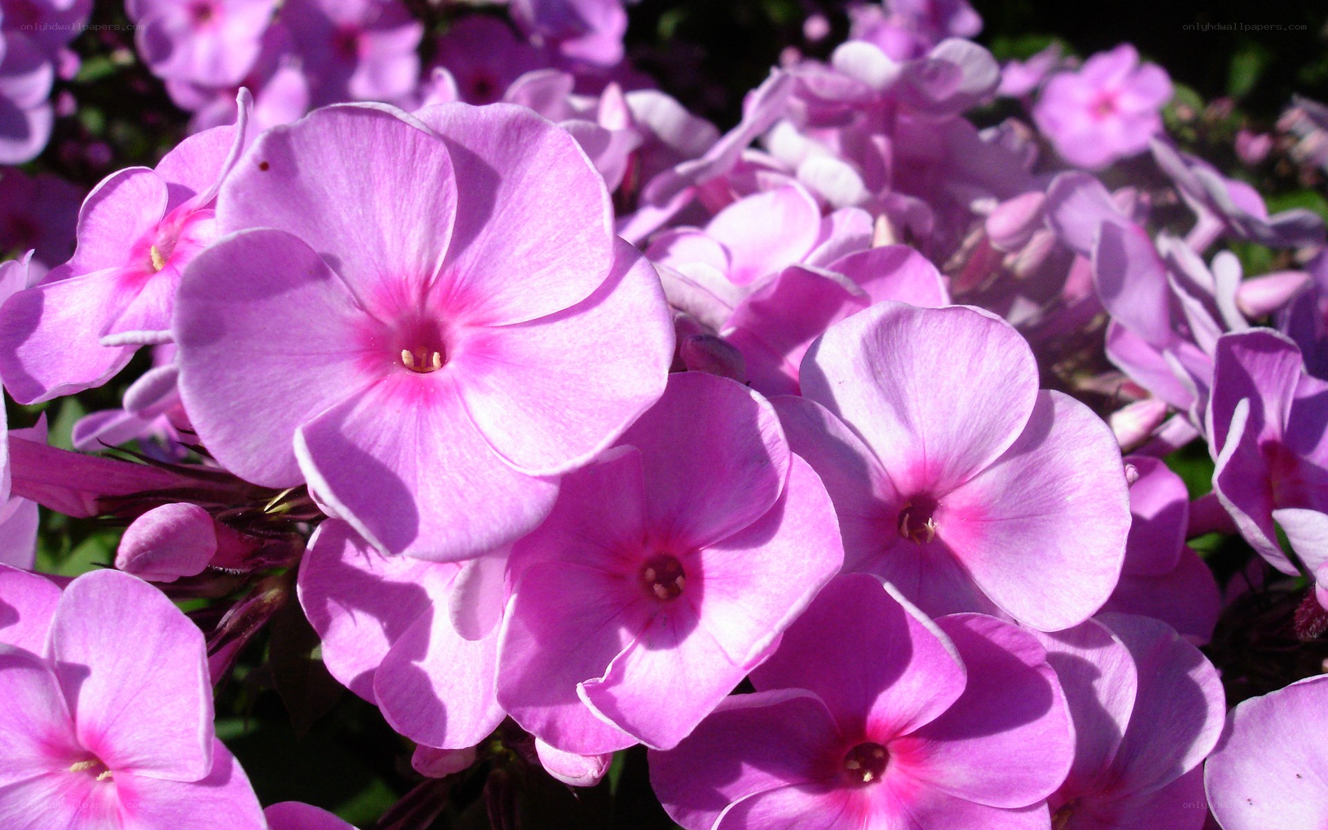 purple phlox flowers in bloom