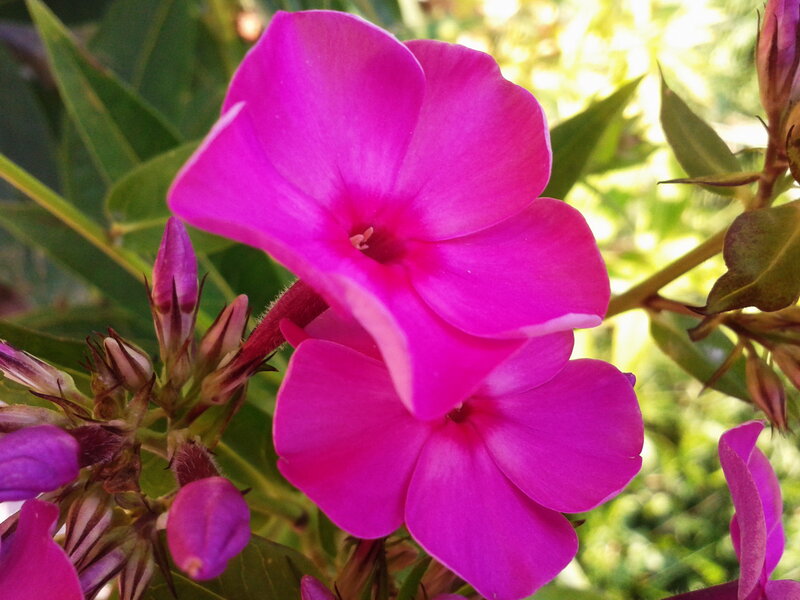 Purple Phlox Flowers — Magenta, Calm