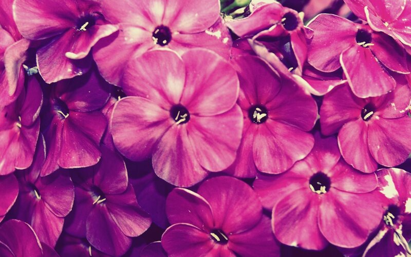 Purple Phlox Flowers — Magenta