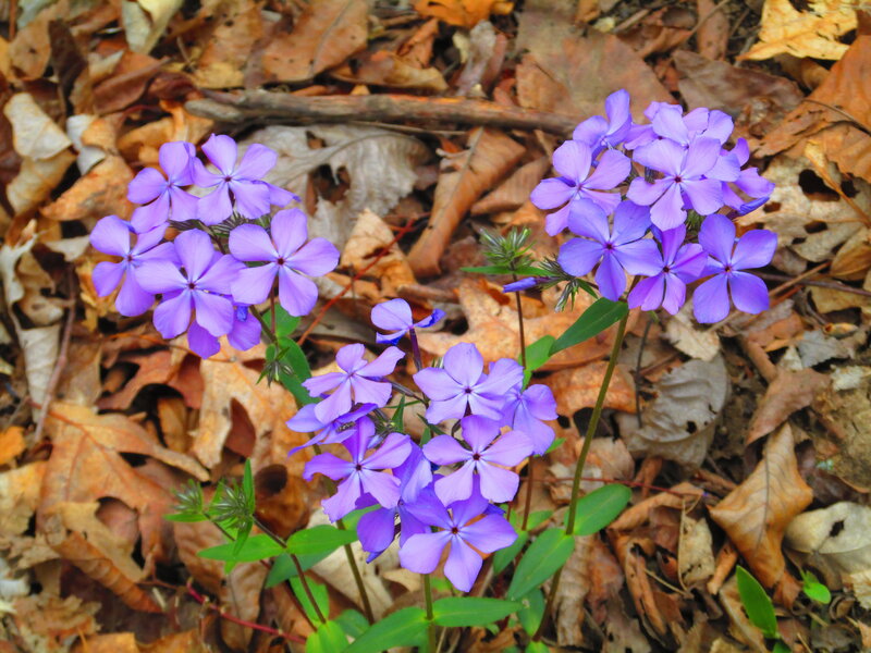 Purple Phlox Flowers — Natural, Autumn