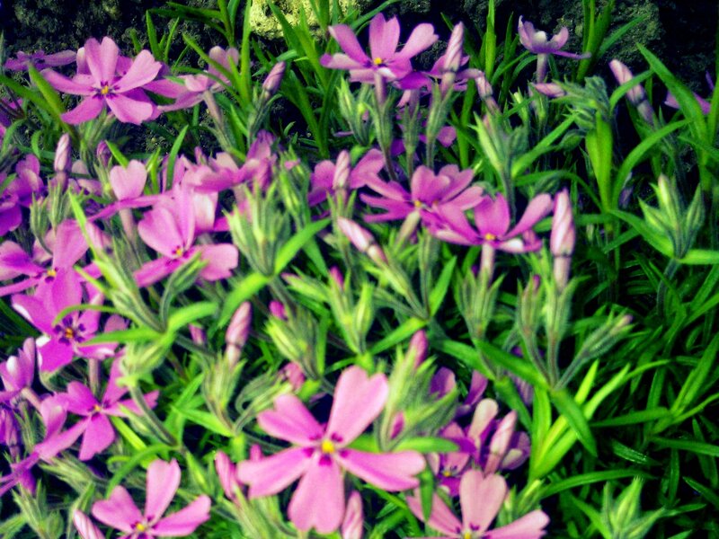 Purple Phlox Flowers — Natural, Spring, Photograph