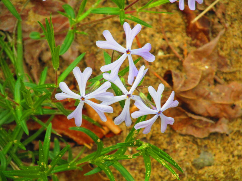 Purple Phlox Flowers — Natural, Spring