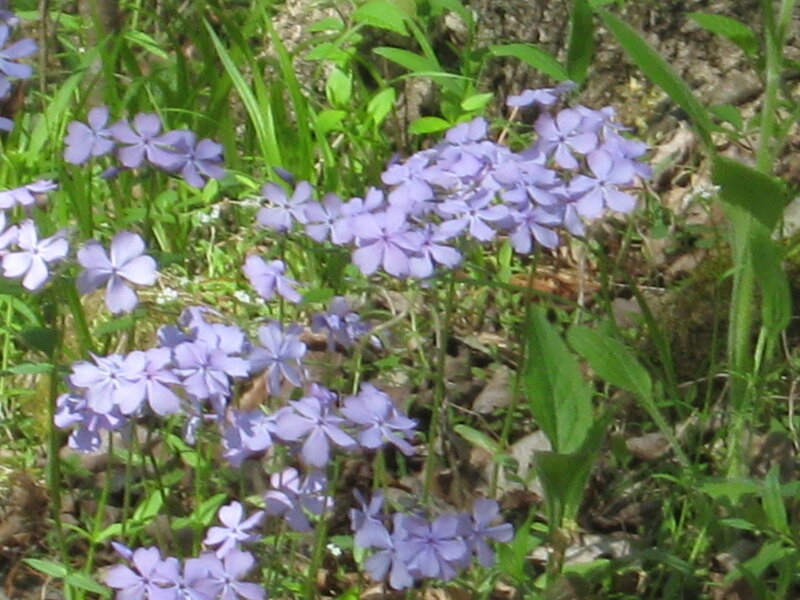 Purple Phlox Flowers — Natural