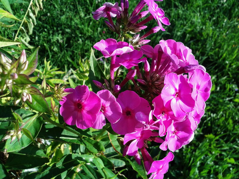 Purple Phlox Flowers — Pink, Serene
