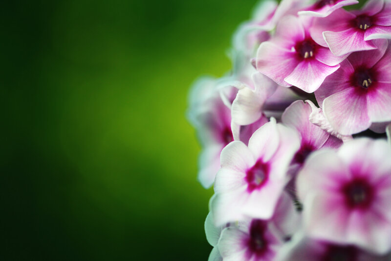 Purple Phlox Flowers — Pink