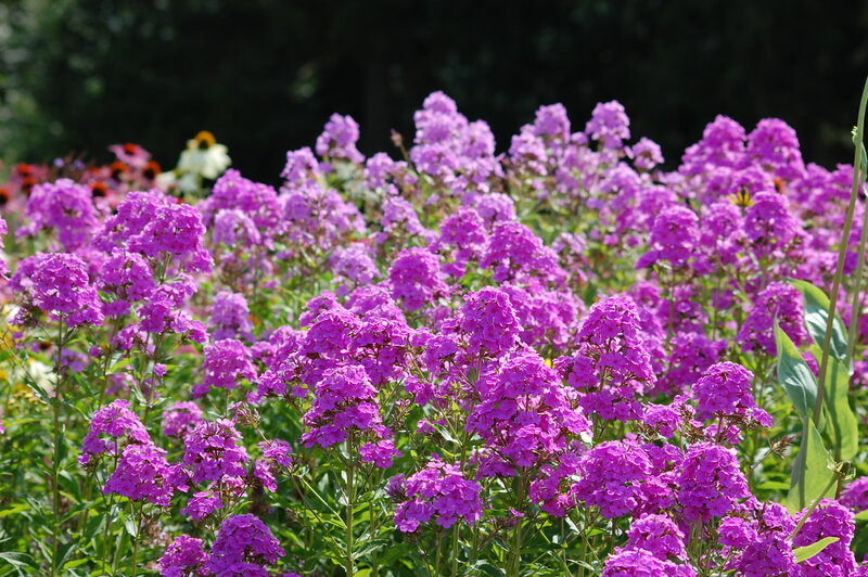 Purple Phlox Flowers — Serene, Afternoon