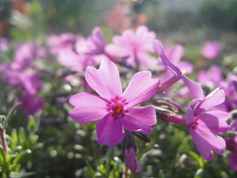 Purple Phlox Flowers — Serene, Morning